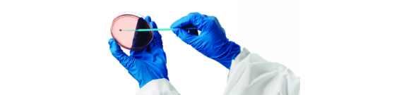 Lab technician using a cotton swab on a Petri dish Lab technician using a cotton swab on a Petri dish
