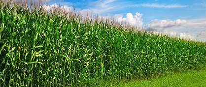 A Brighter Future for Farming and Renewable Energy A Brighter Future for Farming and Renewable Energy