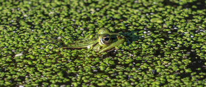 Meet the Plant That May Help Us Survive Catastrophes and Reduce Food Insecurity