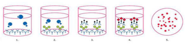 ELISpot Process